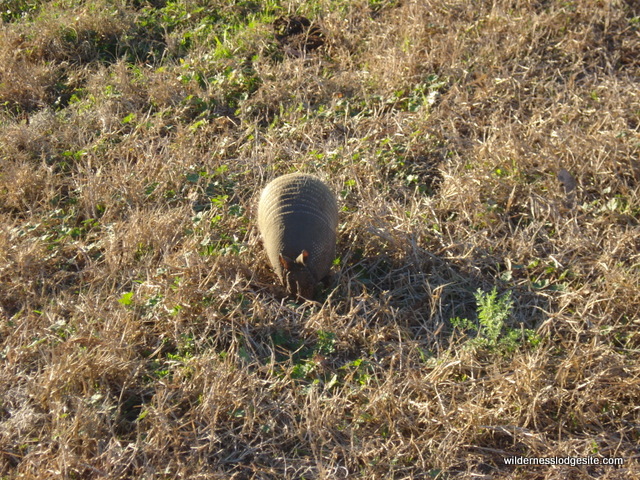 Armadillo